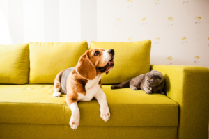 Pet Trusts In Michigan